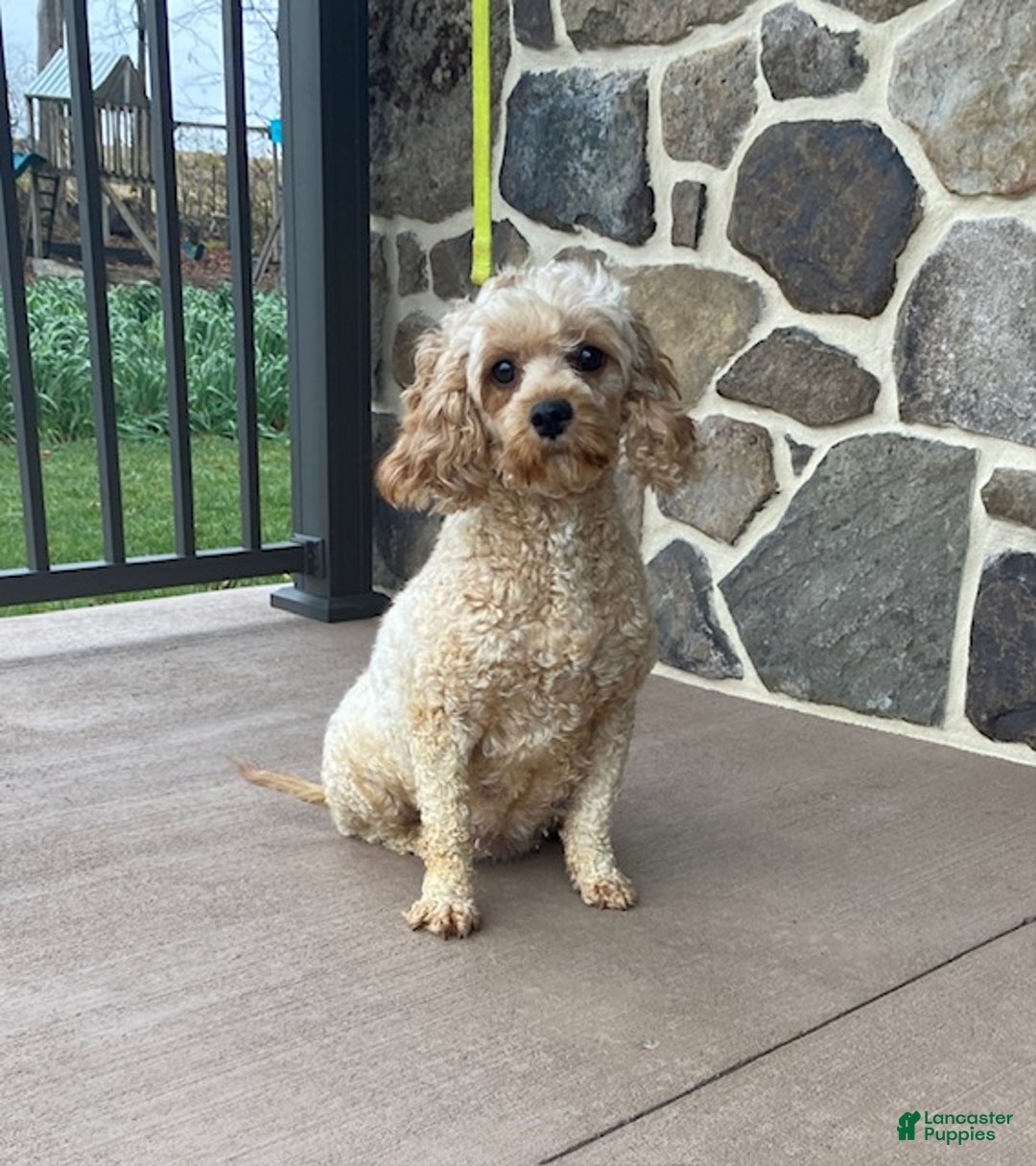 Cavapoo dogs for sale: Shiloh - Ad 5