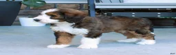 Bernedoodle dogs for sale: Luna - Ad 4
