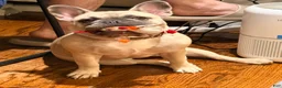 French Bulldog dogs for sale: Stella - Ad 1