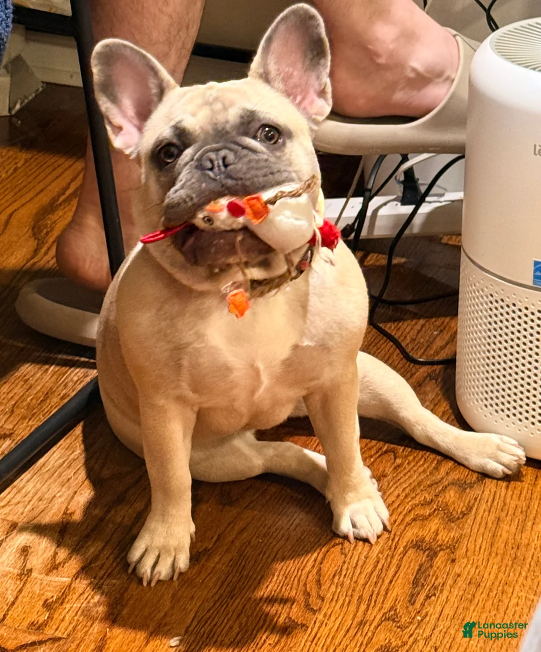 French Bulldog dogs for sale: Stella - Ad 1