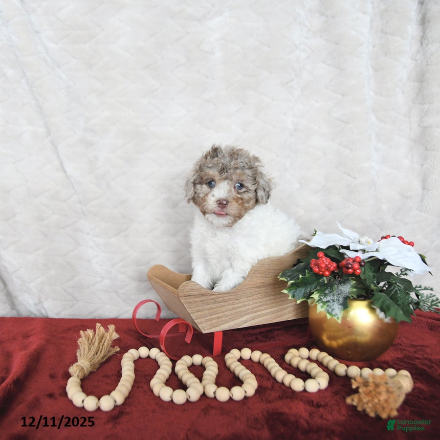Miniature Poodle dogs Nola EXTRA SMALL - Ad 38