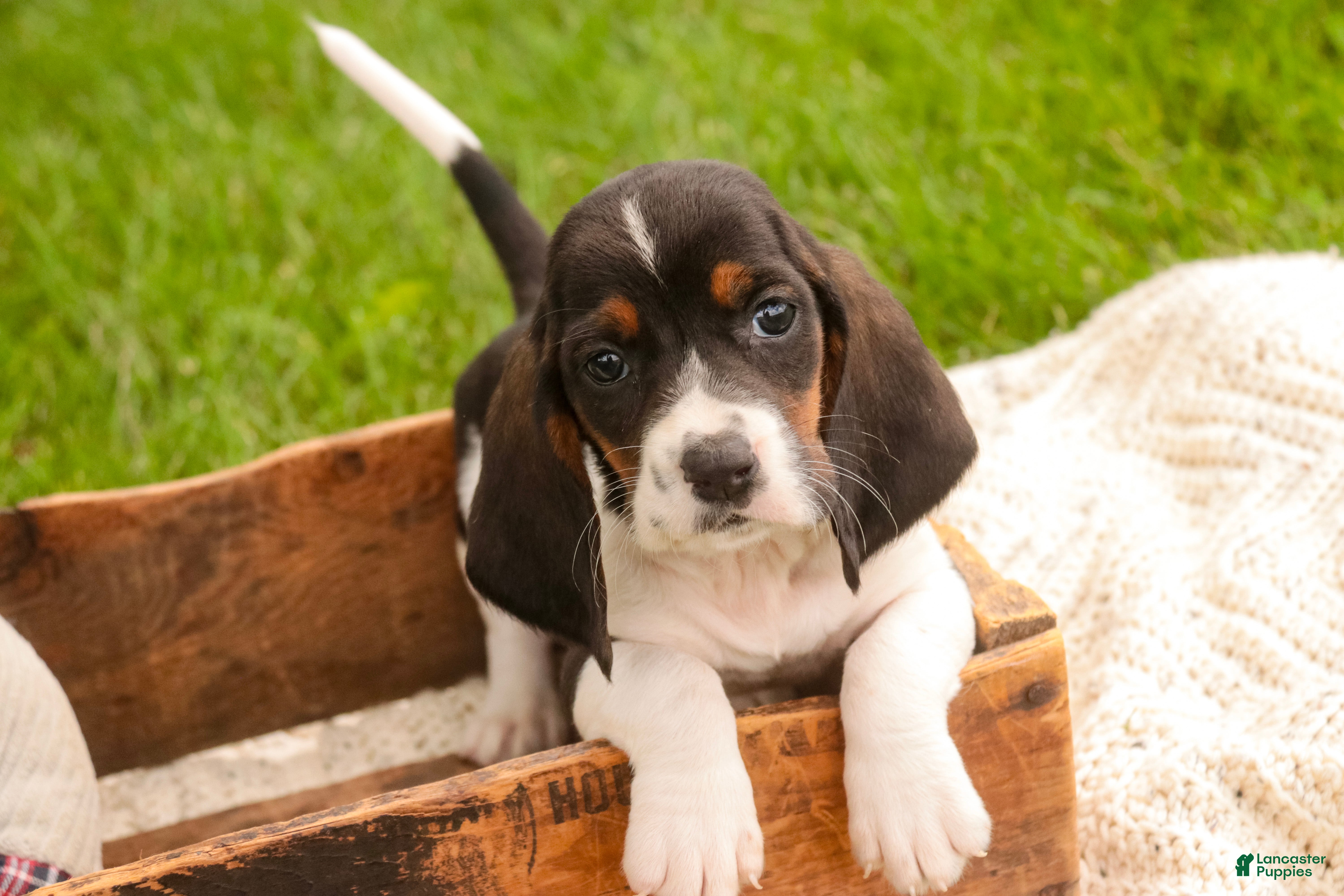 Basset Hound dogs Millicent - Ad 1