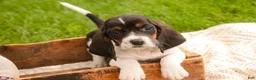 Basset Hound dogs for sale: Millicent - Ad 1