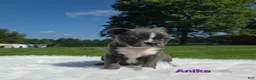 Boston Terrier dogs for sale: Anika  - Ad 4