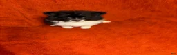 Pomeranian dogs for sale: Pomeranian 3 - Ad 5