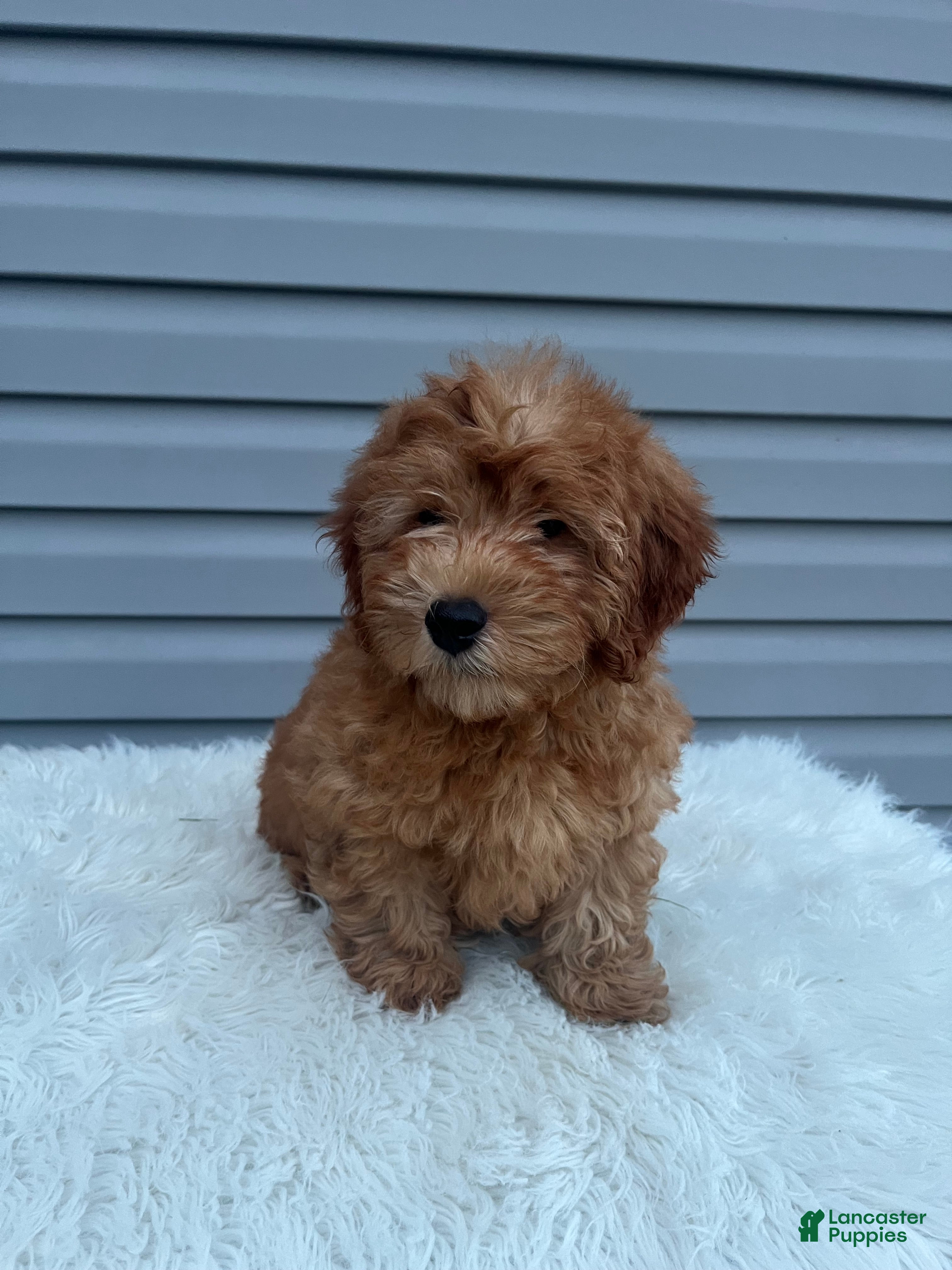 Mini Goldendoodle dogs Belle - Ad 2
