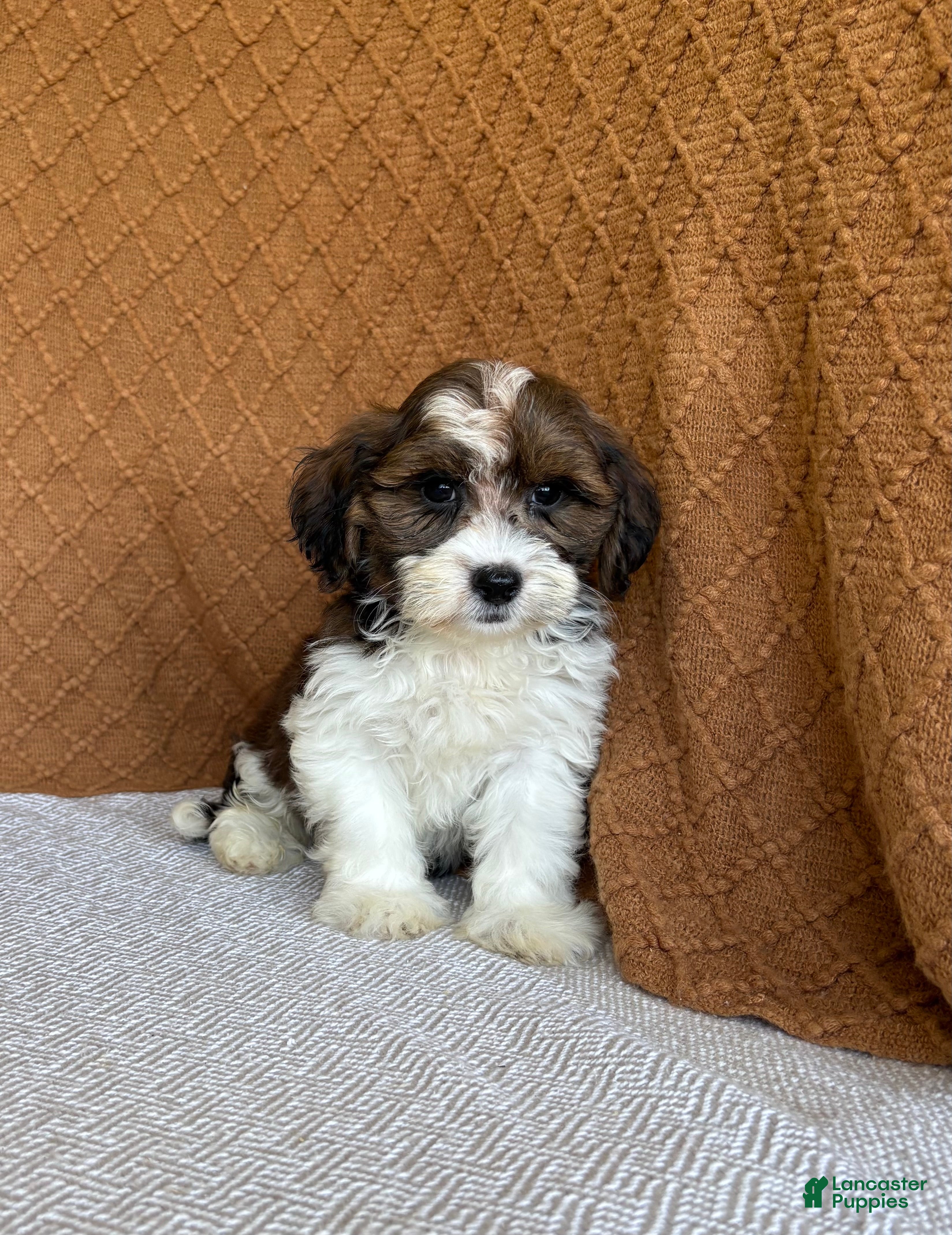 Havanese dogs Adam  - Ad 2