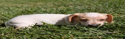 Miniature Dachshund dogs for sale: Eclair - Ad 4