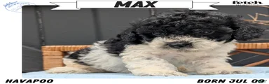 Max