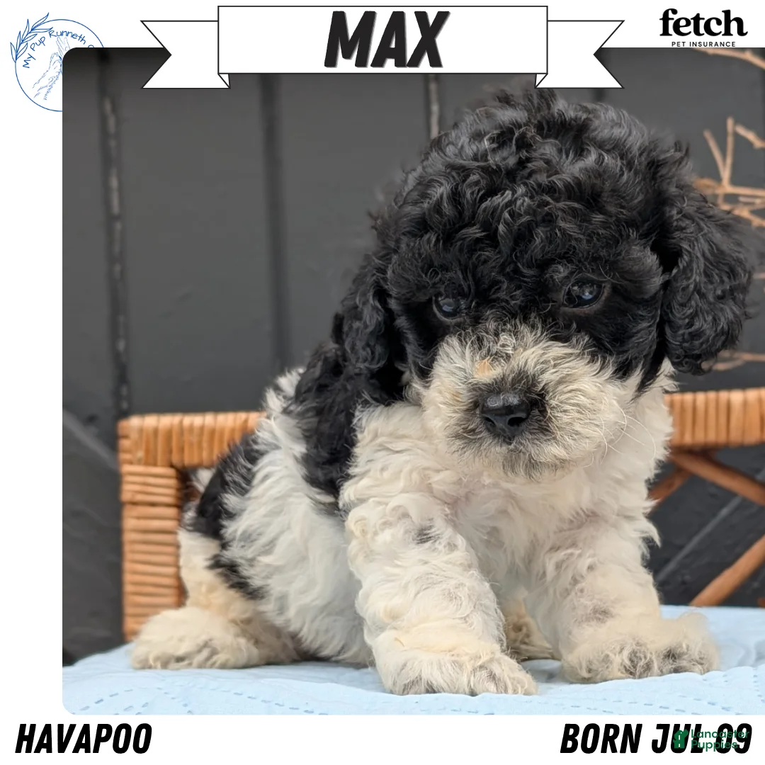 Havapoo dogs for sale: Max - Ad 1
