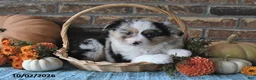 Miniature Australian Shepherd dogs for sale: Hallie - Ad 5