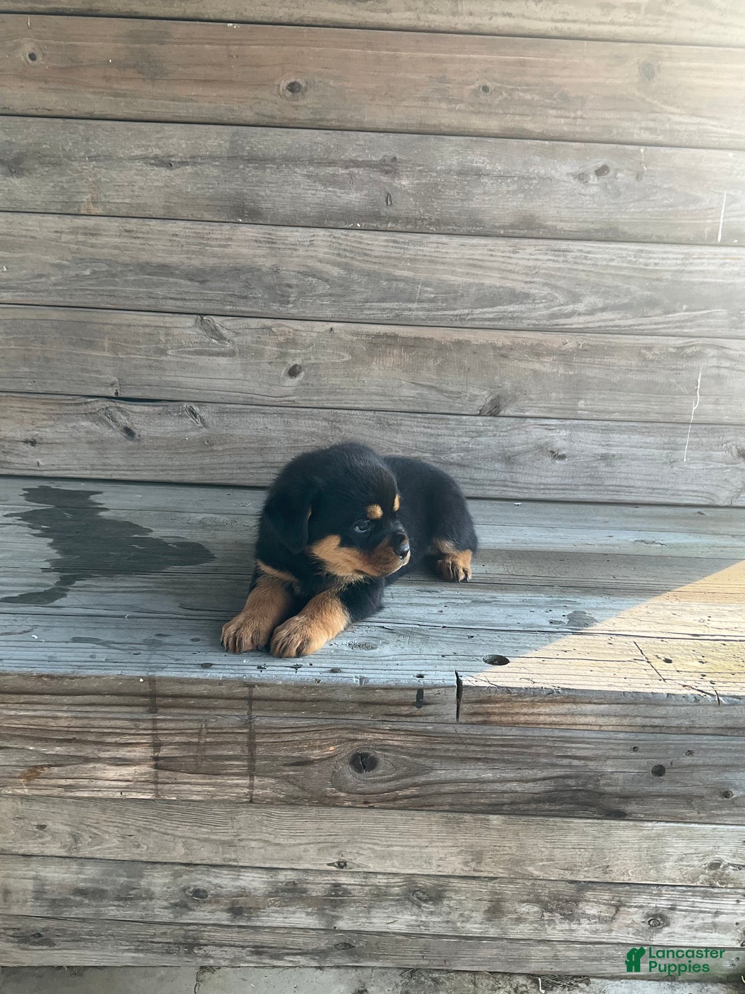 Rottweiler dogs for sale: Chloe  - Ad 4