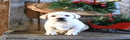 Labrador Retriever dogs for sale: Swiss - Ad 4