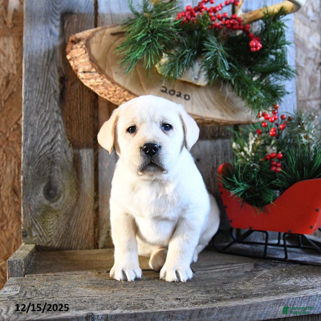 Labrador Retriever dogs for sale: Swiss - Ad 4