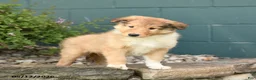Collie dogs for sale: Max - Ad 3