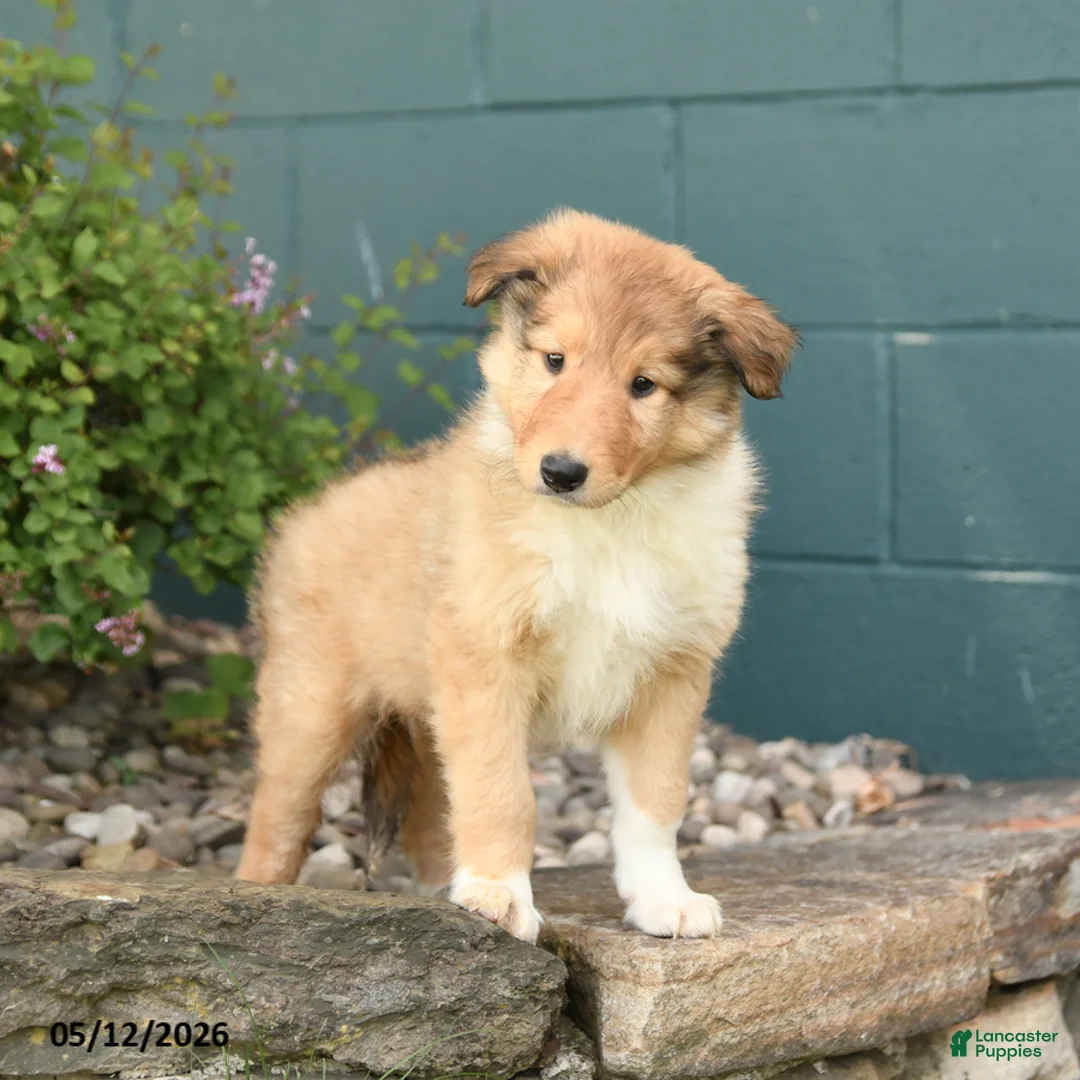 Collie dogs for sale: Max - Ad 3