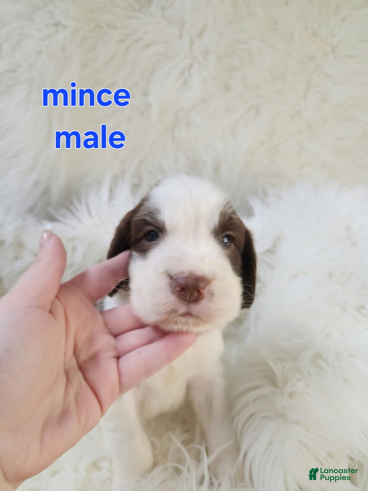 English Springer Spaniel dogs Mince - Ad 20
