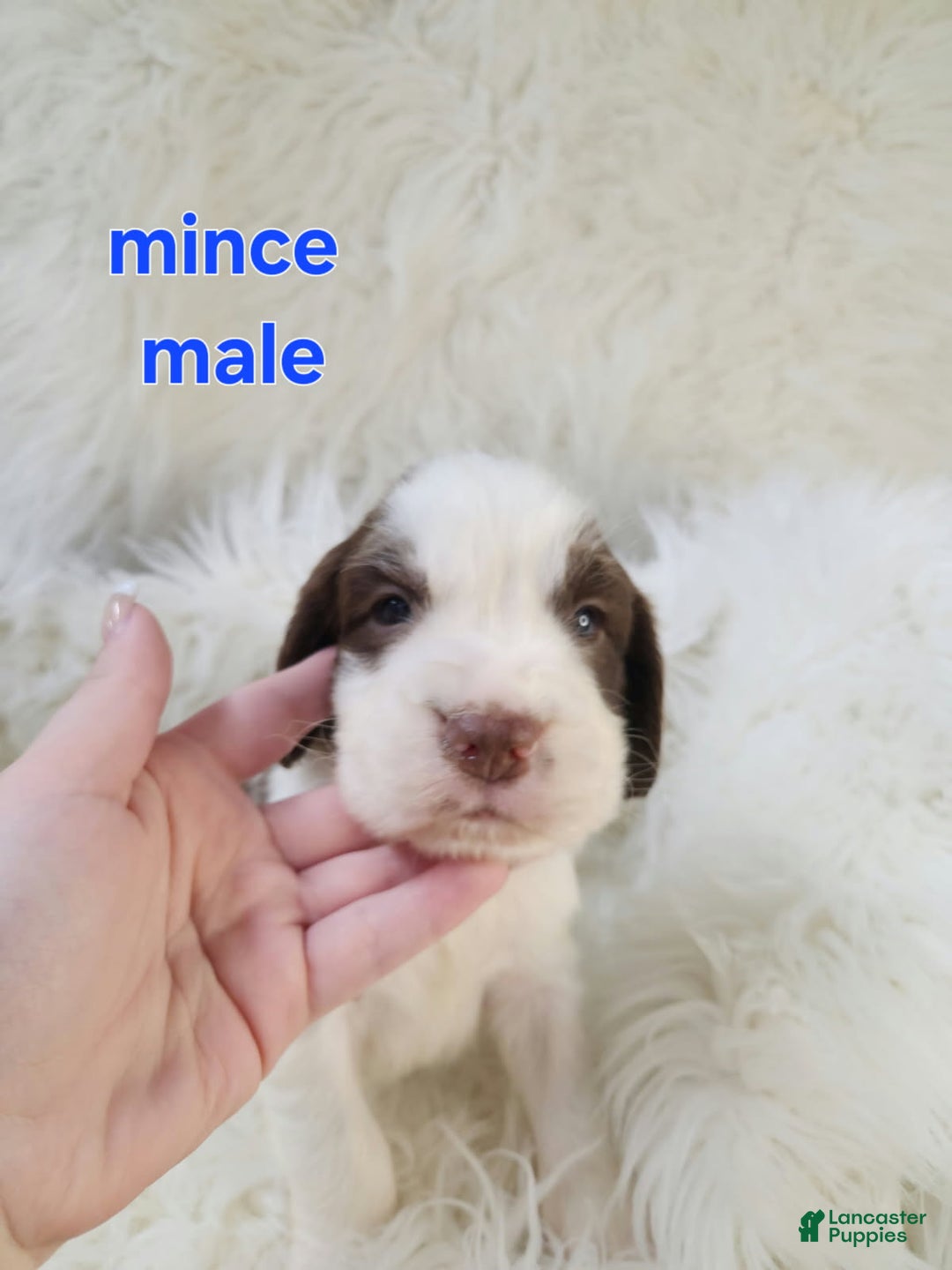 English Springer Spaniel dogs for sale: Mince - Ad 1