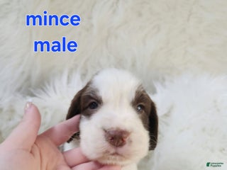 English Springer Spaniel dogs Mince - Ad 17