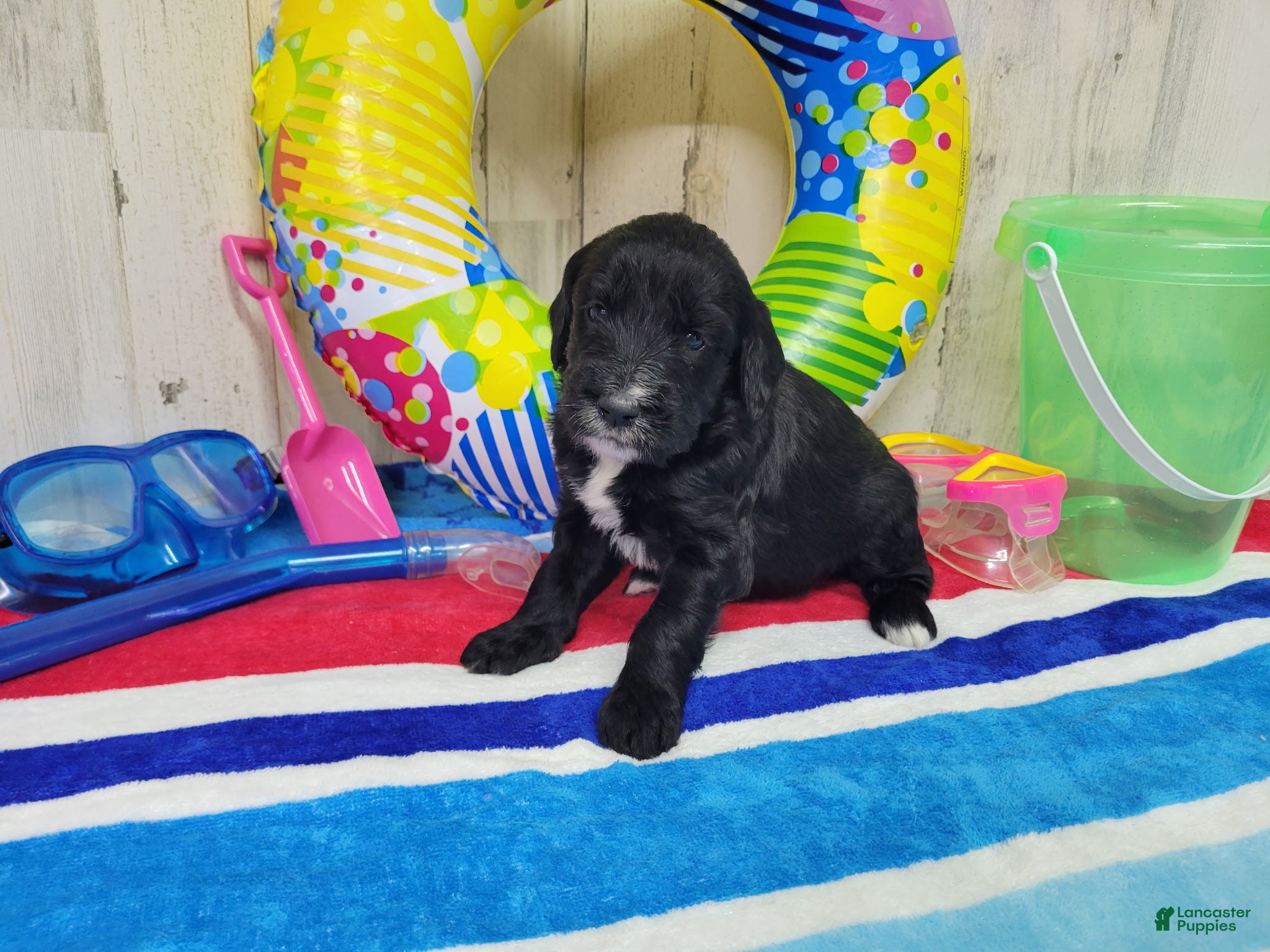 Goldendoodle dogs F1 ButterBean - Ad 37
