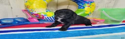 Goldendoodle dogs for sale: F1 ButterBean - Ad 2