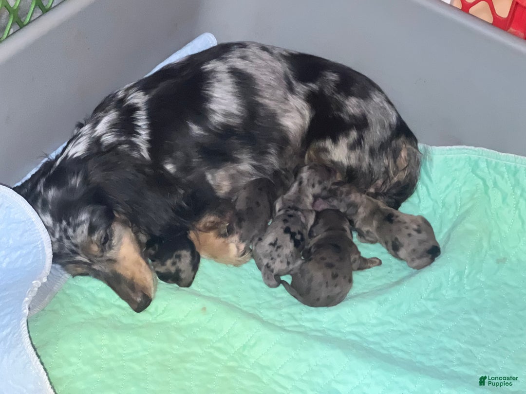 Miniature Dachshund dogs for sale: Cream dapple - Ad 2