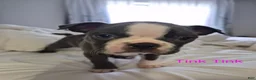 Boston Terrier dogs for sale: Tink Tink - Ad 2