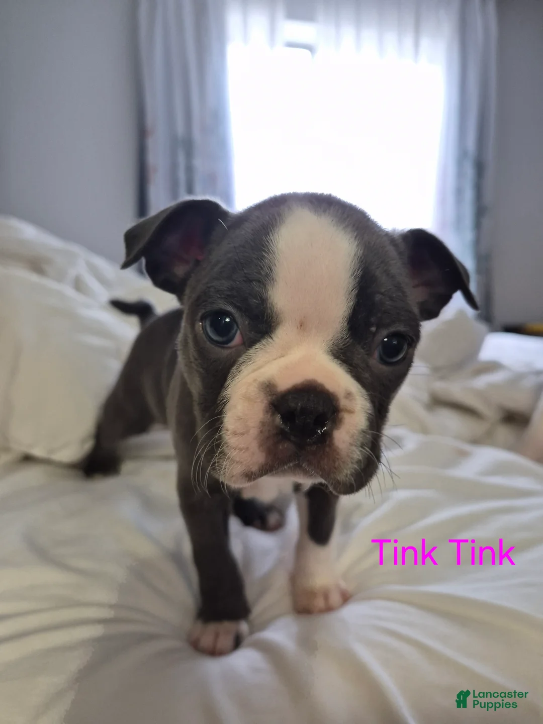 Boston Terrier dogs for sale: Tink Tink - Ad 2