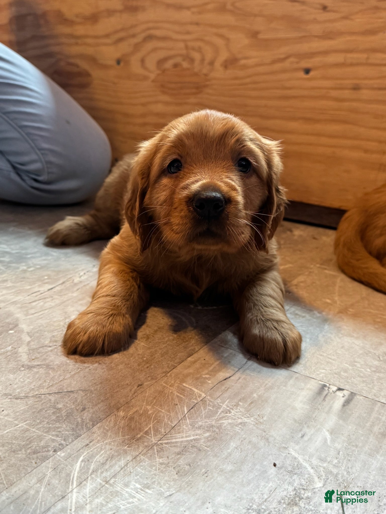 Golden Retriever dogs Girl 4 - Ad 1