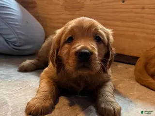 Golden Retriever dogs Girl 4 - Ad 28