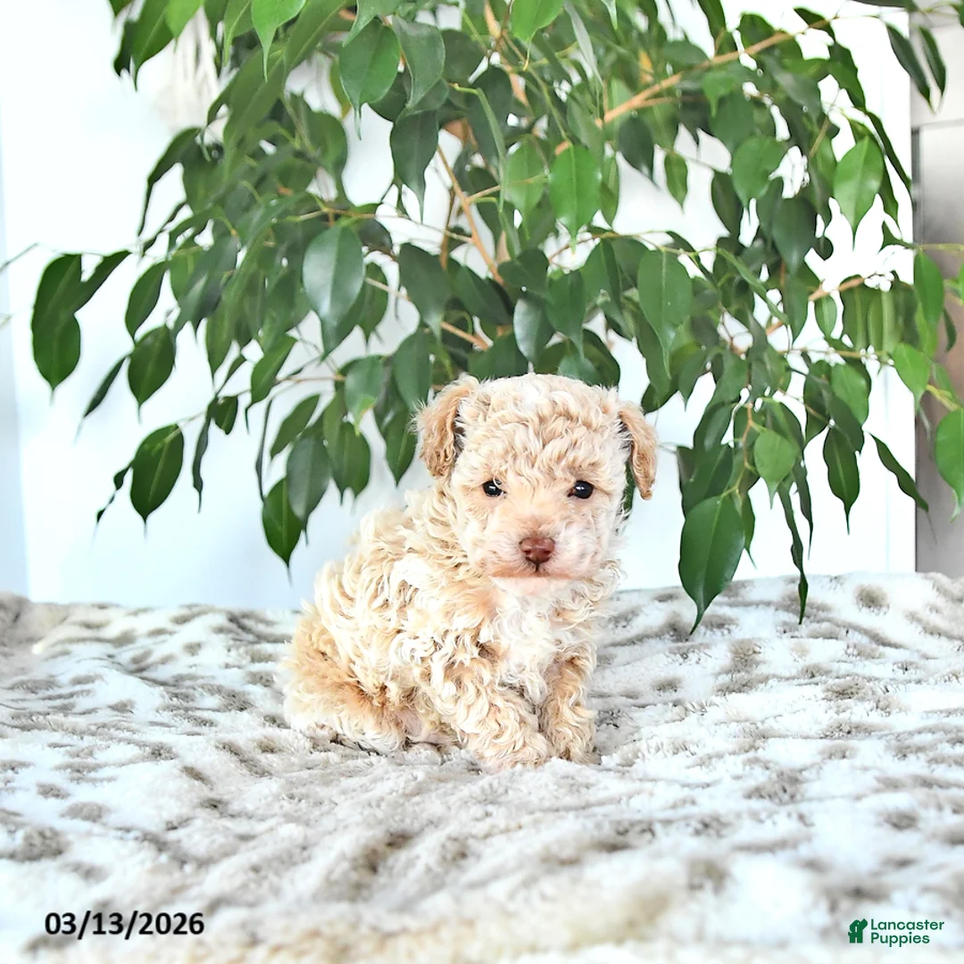 Miniature Poodle dogs for sale: Sparky - Ad 2