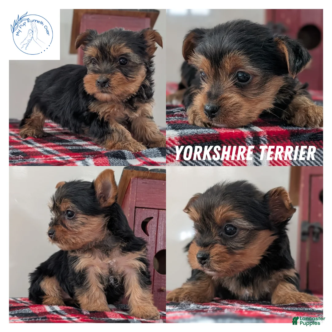 Yorkshire Terrier dogs for sale: Duke - Ad 8