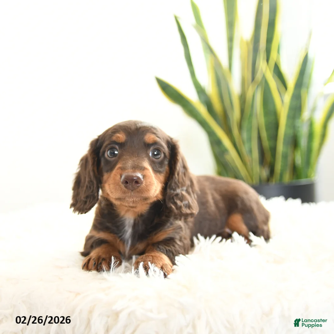 Miniature Dachshund dogs for sale: Ruby - Ad 2