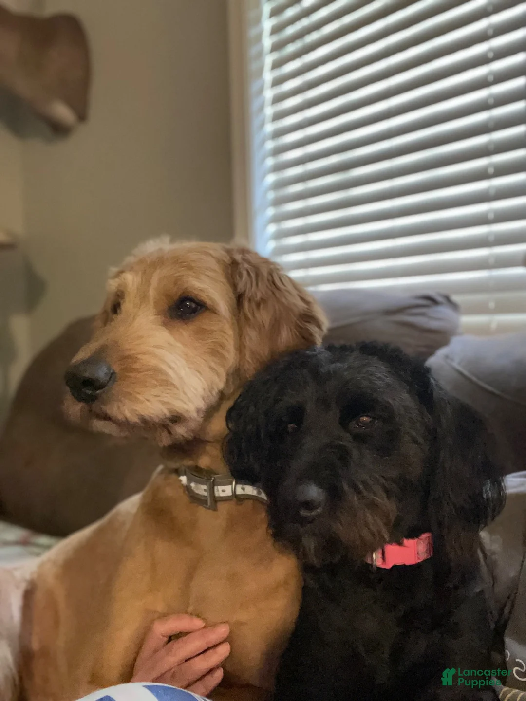 Goldendoodle dogs for sale: Goldendoodle 5 - Ad 3