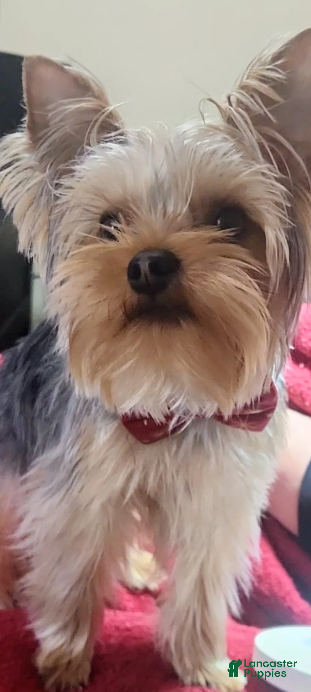 Yorkshire Terrier dogs for sale: Yorkshire Terrier Puppy 1 - Ad 3