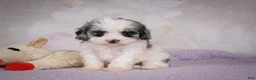 Cavapoo dogs for sale: Penny - Ad 9