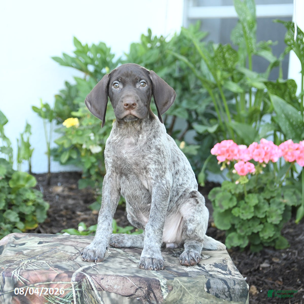 German Shorthaired Pointer dogs Diamond - Ad 2