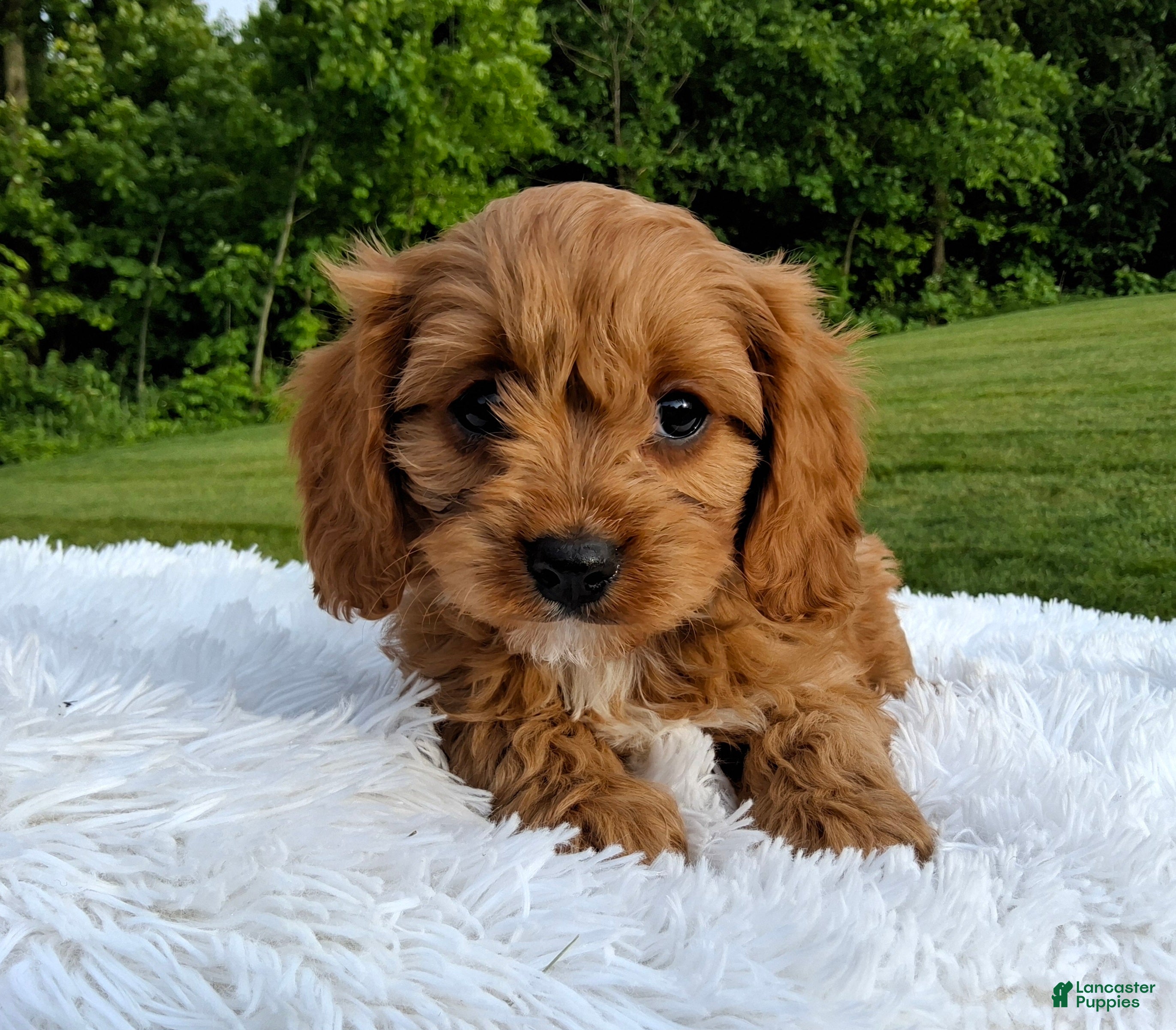 Cavapoo dogs Phoenix  - Ad 2