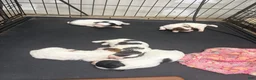Mixed Breed dogs for sale: Prince - Ad 7