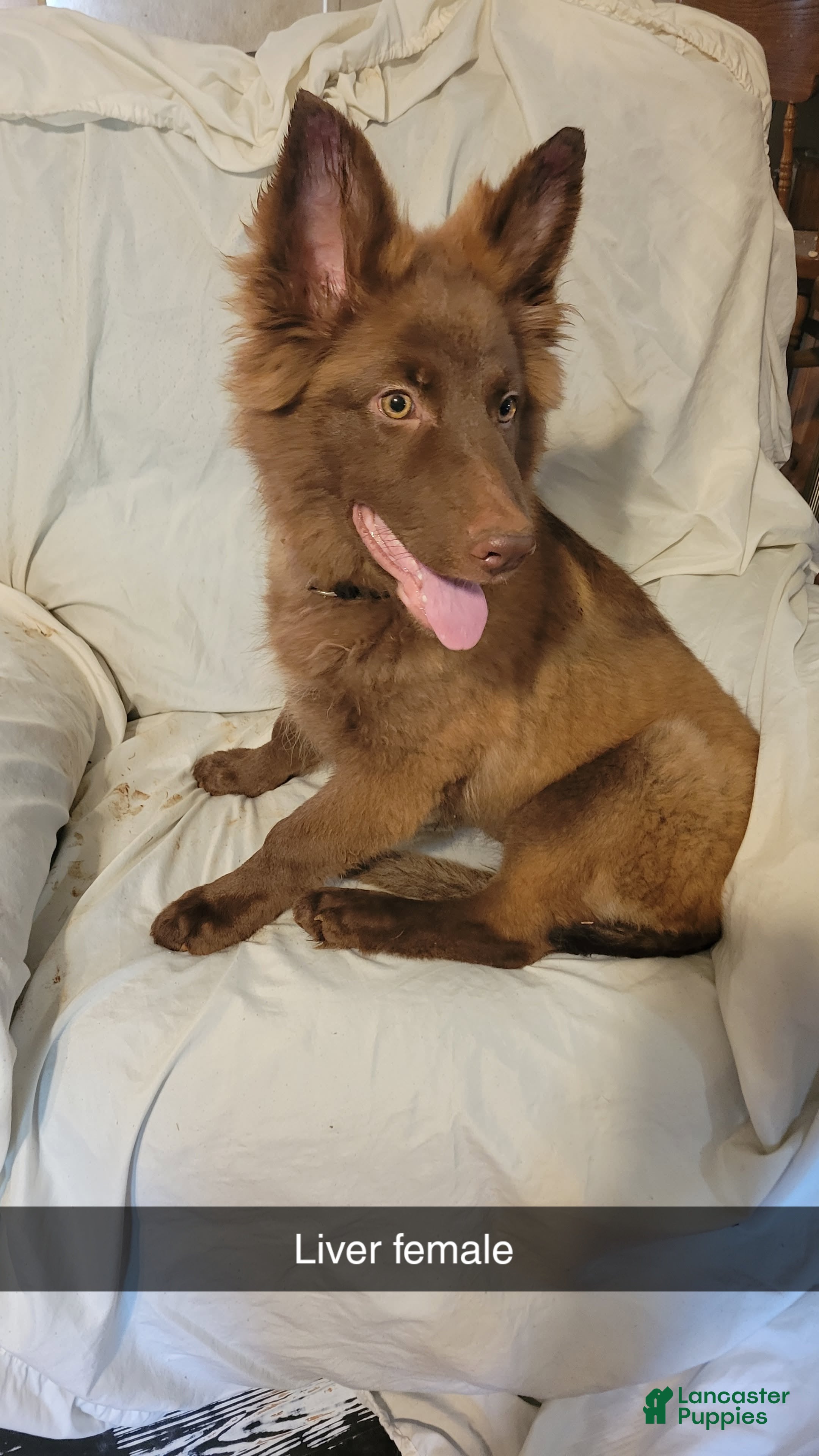 German Shepherd dogs  Liver girl - Ad 19