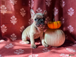 French Bulldog dogs - Ad 12