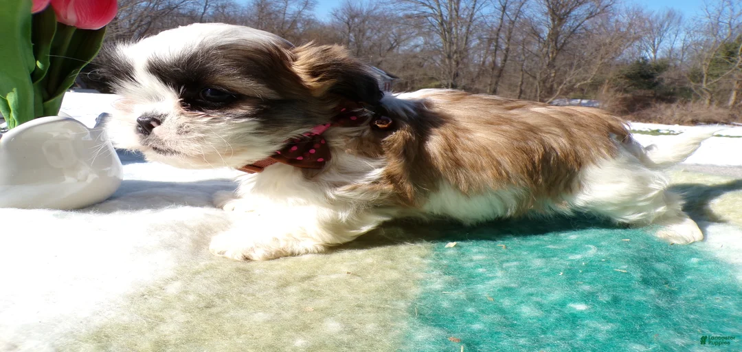 Gallery Image {{count}}