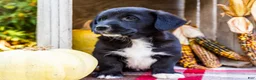 Mixed Breed dogs for sale: Randy Golden Corgi - Ad 7