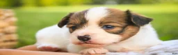 Papillon dogs for sale: Leon Papillon  - Ad 5
