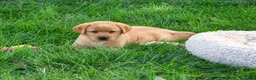 Labrador Retriever dogs for sale: Cheyenne - Ad 4