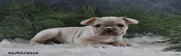 French Bulldog dogs for sale: Archie - Ad 4