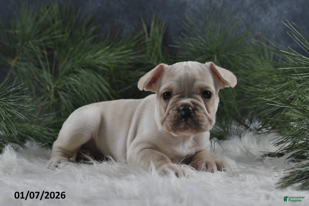 French Bulldog dogs for sale: Archie - Ad 4