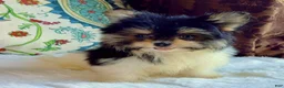 Mixed Breed dogs for sale: Designer Breed Yorkishire Terrier, Pomeranian Mix Puppy Female DaisyTimmy - Ad 6