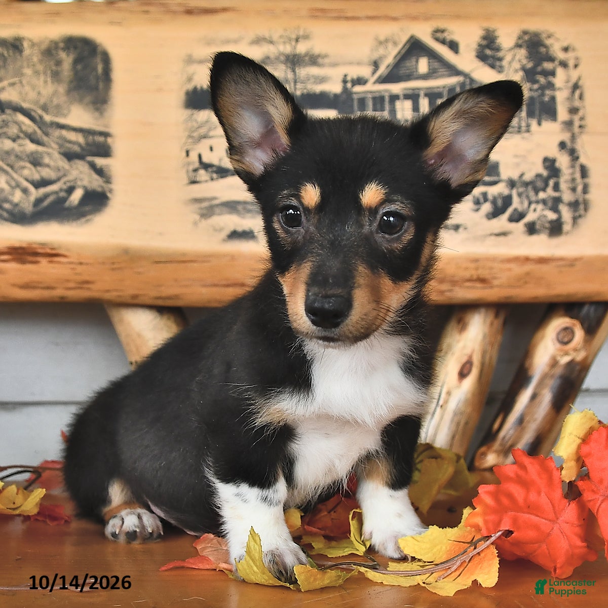 Welsh Corgi Pembroke dogs Benny  - Ad 2