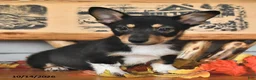 Welsh Corgi Pembroke dogs for sale: Benny  - Ad 2